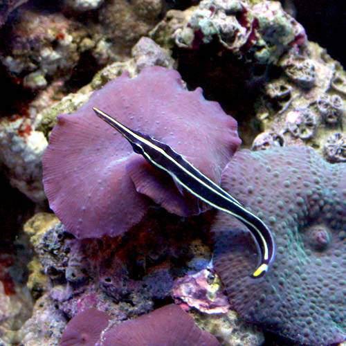 （海水魚）ハシナガウバウオ（1匹）　北海道・九州航空便要保温