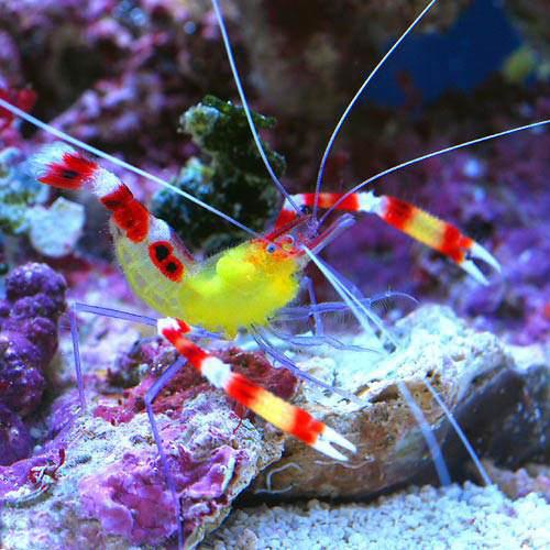 （海水魚）エビ　（B品）オトヒメエビ　ミックス（1匹）　北海道・九州航空便要保温