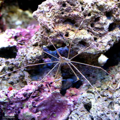 （海水魚）カニ　（B品）アロークラブ　Sサイズ（1匹）