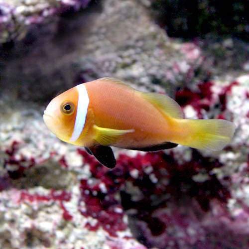 （海水魚）モルディブアネモネフィッシュ（ワイルド）（1匹）