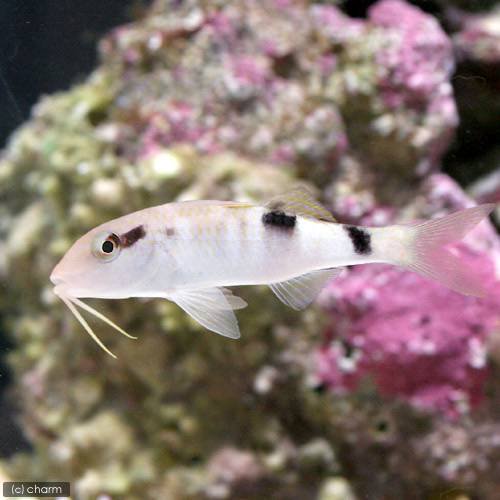 （海水魚）オジサン（1匹）