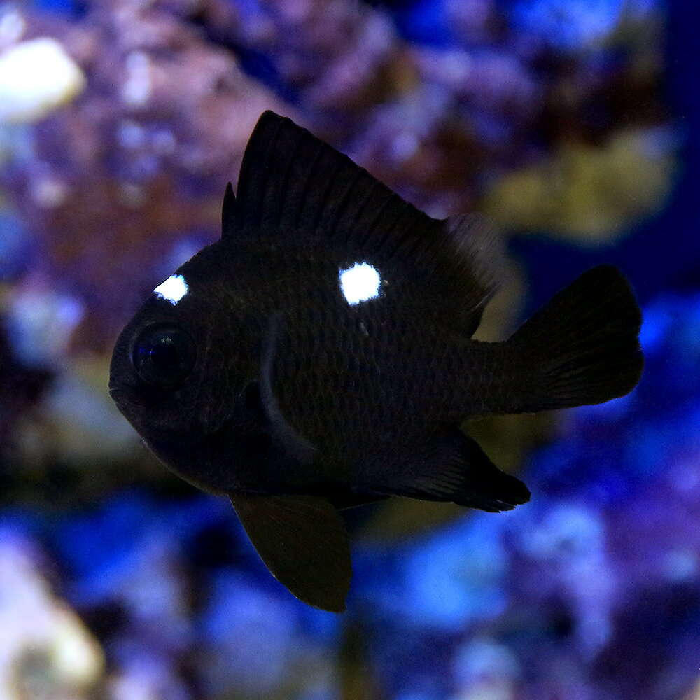 Damselfish - （海水魚）ミツボシクロスズメダイ（1匹）　北海道・九州航空便要保温