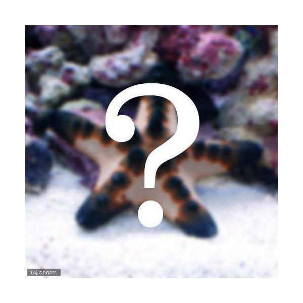 （海水魚）ヒトデ　お一人様3点限り　おまかせヒトデ（1匹）　北海道・九州航空便要保温