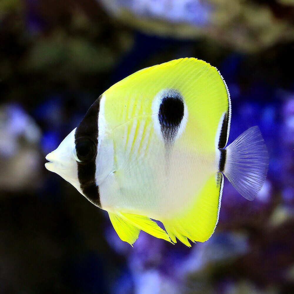 （海水魚）イッテンチョウチョウウオ（1匹）