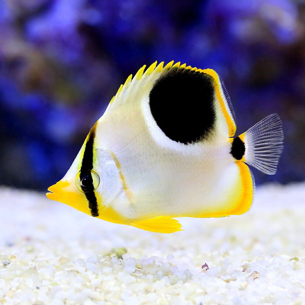 （海水魚）セグロチョウチョウウオ（1匹）