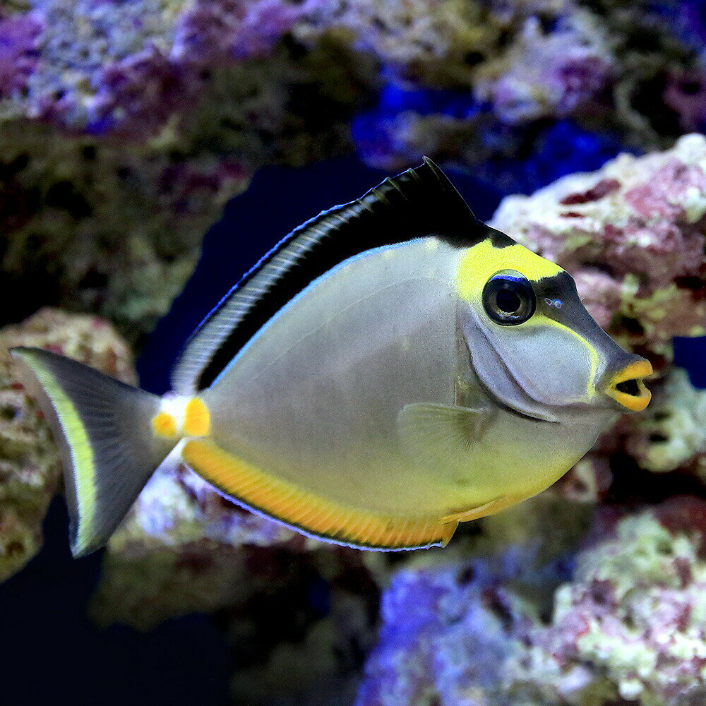 【値下げ！】海水魚　ナンヨウハギ　約13〜4センチ 楽天市場】ナンヨウハギ 海水魚の通販