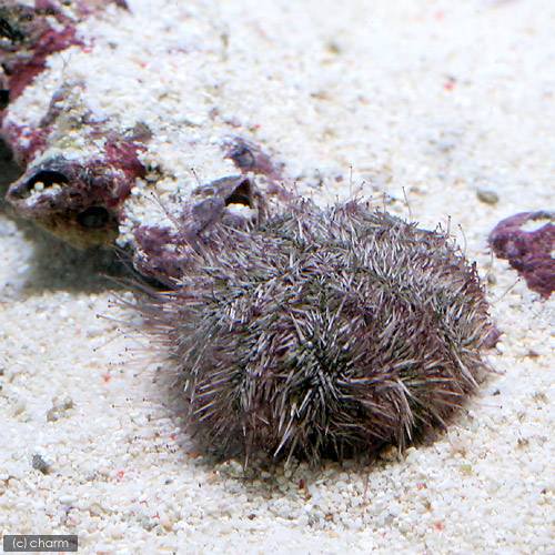 （海水魚）ウニ　バフンウニ　ミックスカラー（1匹）　北海道・九州航空便要保温