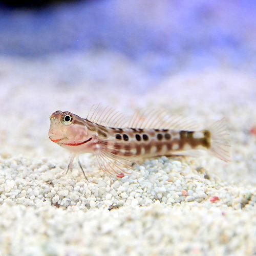 銀寶 - （海水魚）沖縄産　ゴイシギンポ（1匹）　北海道・九州航空便要保温