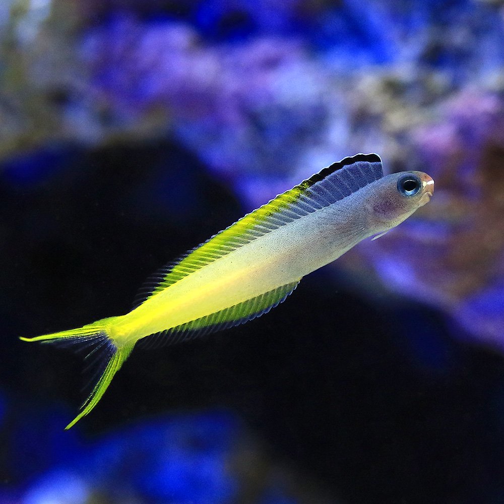 （海水魚）沖縄産　イナセギンポ（1匹）