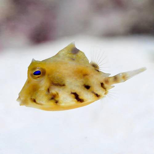 Pufferfish - （海水魚）ラクダハコフグ（1匹）　北海道・九州航空便要保温