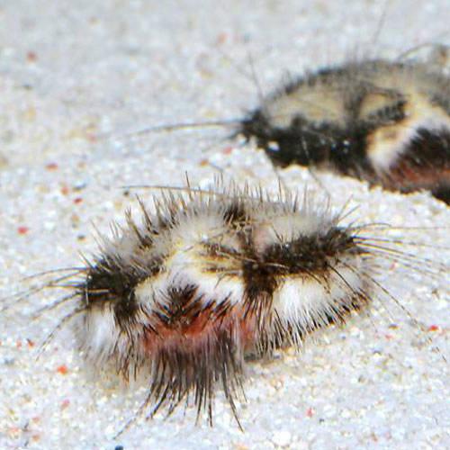 （海水魚）ウニ　オニヒメブンブク　Mサイズ（1匹）　北海道・九州航空便要保温