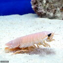 (海水魚)オオグソクムシ(1匹)