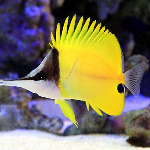 （海水魚）フエヤッコダイ（1匹）