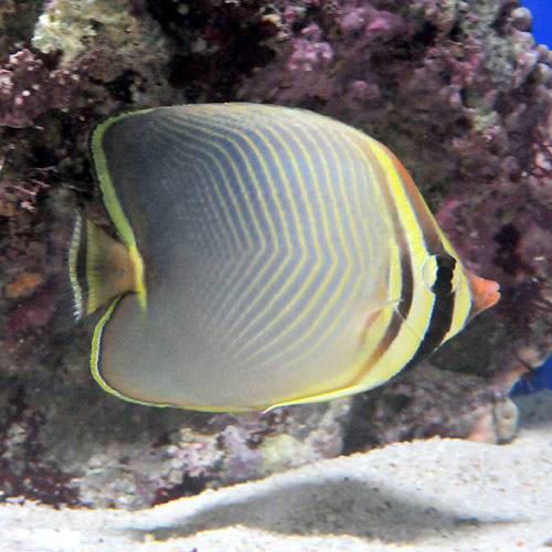 （海水魚）ミカドチョウチョウウオ（1匹）　北海道・九州航空便要保温