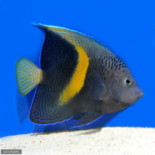 （海水魚）ヤッコ　紅海産　イエローバンドエンゼル　成魚　Sサイズ（1匹）　北海道・九州航空便要保温