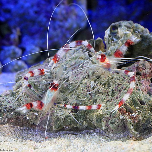 （海水魚）エビ　オトヒメエビ　ペア（1ペア）