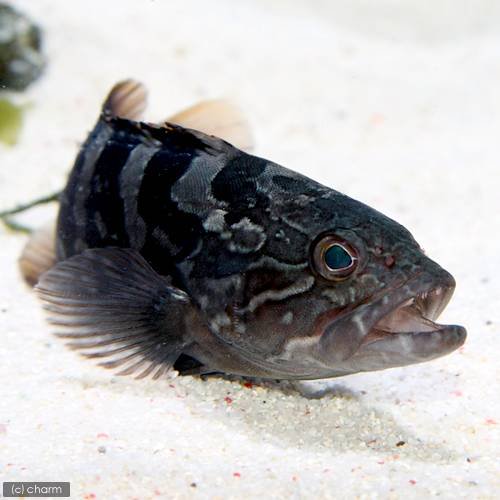 （海水魚）クエ（1匹）