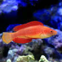 (海水魚)ルソンイトヒキベラ オス(1匹)