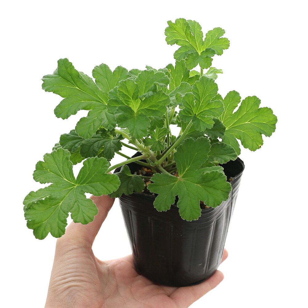 （観葉植物）ハーブ苗　ゼラニウム　スイートミモザ　3号（1ポット）　家庭菜園　...
