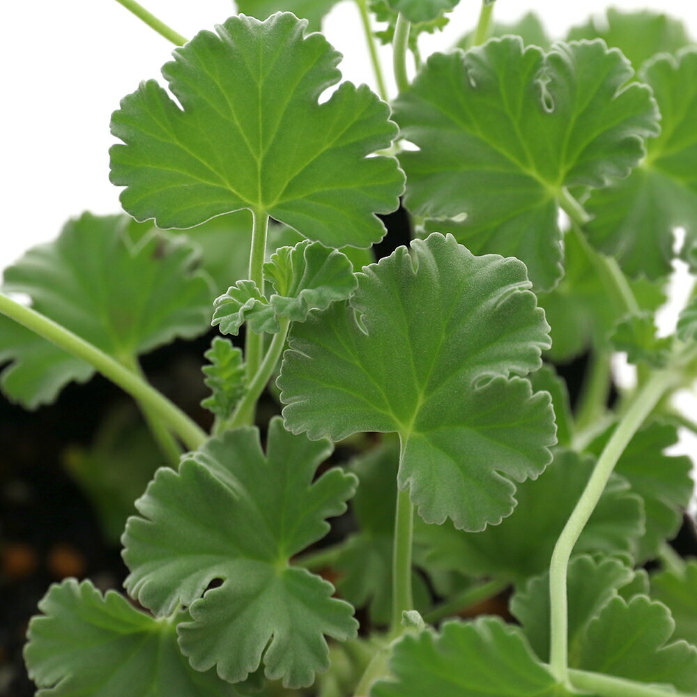 （観葉植物）ハーブ苗　ゼラニウム　ナツメグ　3号（1ポット）　家庭菜園　アロマ