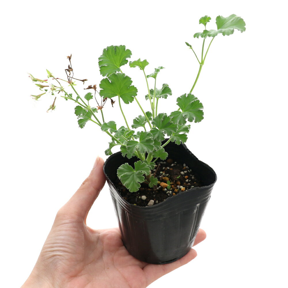 （観葉植物）ハーブ苗　ゼラニウム　ナツメグ　3号（1ポット）　家庭菜園　アロマ