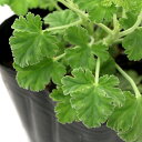(観葉植物)ハーブ苗 ゼラニウム ナツメグゴ-ルデン 3号(1ポット) 家庭菜園 アロマ