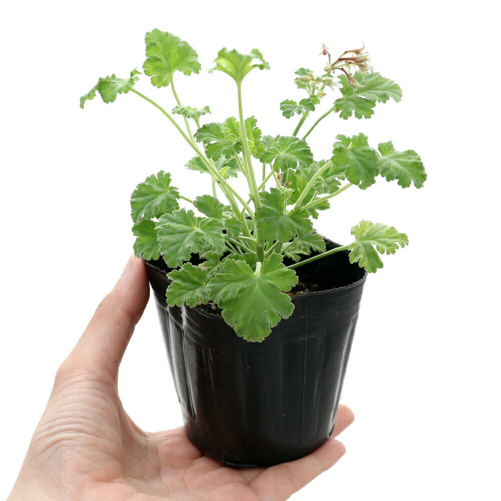 （観葉植物）ハーブ苗　ゼラニウム　ナツメグゴ−ルデン　3号（1ポット）　家庭菜園...