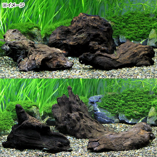 ���������ࡪ��������Ǥ��������ή�ڡ�S����������12��19cm�ˡ�1�ܡ�