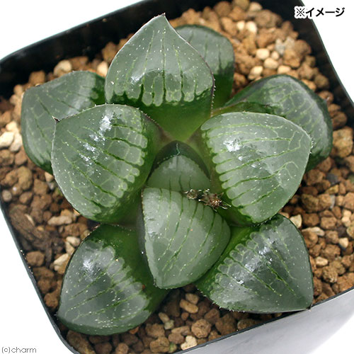 （多肉植物）ハオルチア トロピカルナイト 2．5～3号（1鉢）
