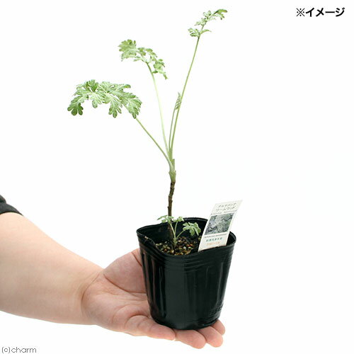 （観葉植物）ハーブ苗　アルテミシア　ワームウッド　3号（1ポット）　虫除け植物...