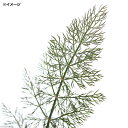 (観葉植物)ハーブ苗 フェンネル ブロンズ 3号(1ポット) 家庭菜園