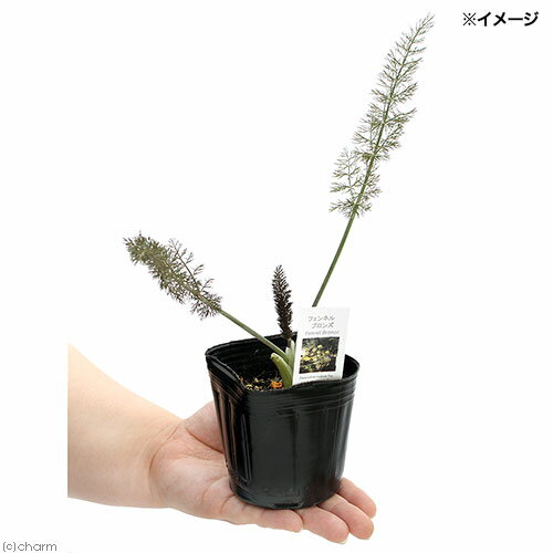 （観葉植物）ハーブ苗　フェンネル　ブロンズ　3号（1ポット）　家庭菜園