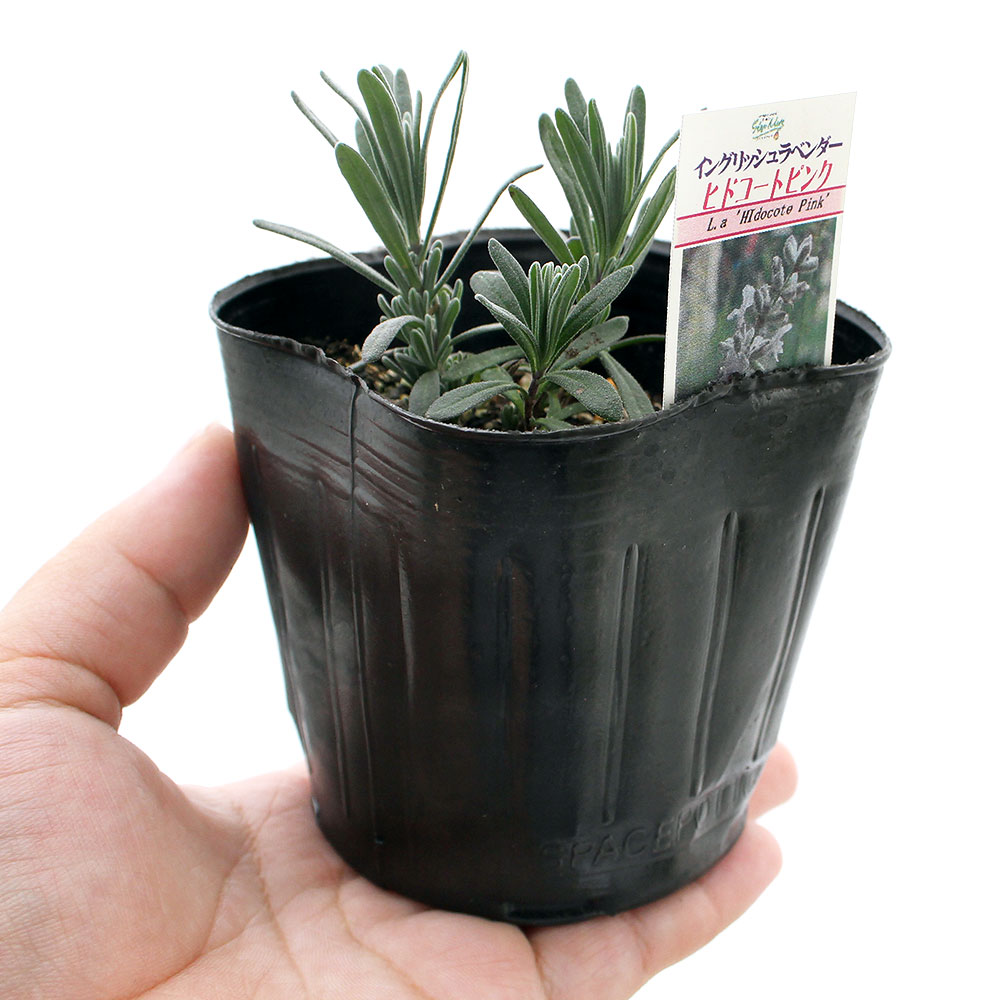 （観葉植物）ハーブ苗　ラベンダー　イングリッシュ　ヒドコートピンク　3号（1ポ...
