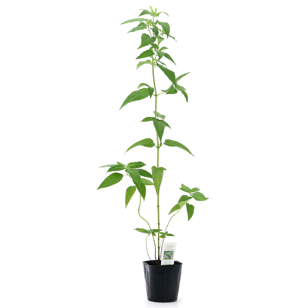 （観葉植物）ハーブ苗　ベルガモット　ワイルド　3号（1ポット）　家庭菜園