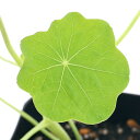 (観葉植物)ハーブ苗 ナスタチウム トールクライミング 3号(1ポット) 家庭菜園