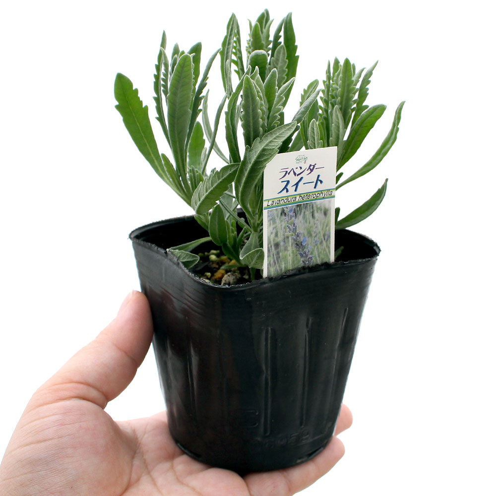 （観葉植物）ハーブ苗　ラベンダー　スイート　3号（1ポット）　家庭菜園