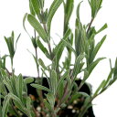 (観葉植物)ハーブ苗 ラベンダー フレンチ ストエカス ピッパ 3号(1ポット) 家庭菜園