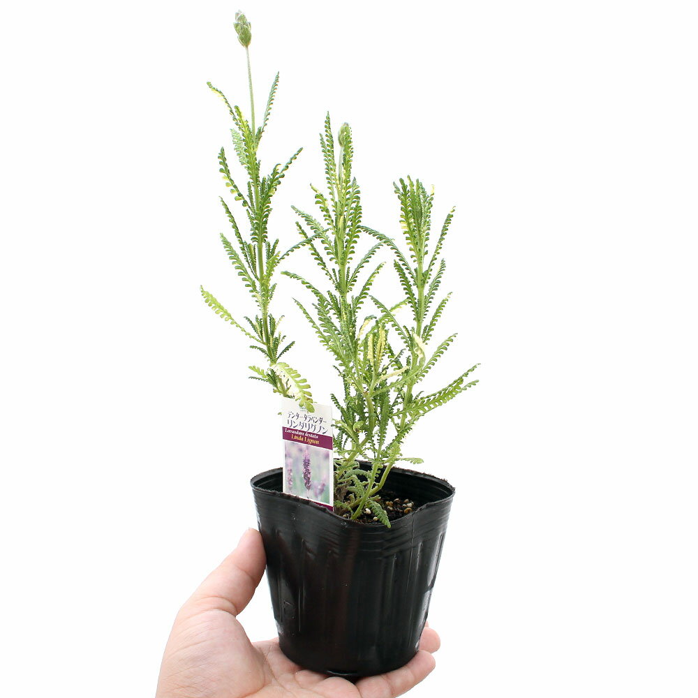 （観葉植物）ハーブ苗　ラベンダー　フレンチ　デンタータ　リンダリグノン　3号（...