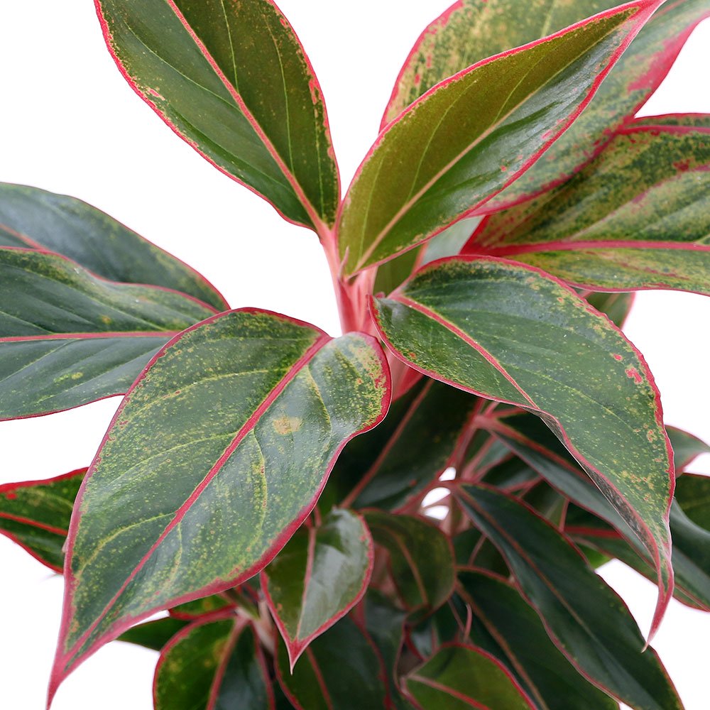 �ʴ��տ�ʪ�˥����饪�ͥޡ���åɥ�����ɡ�4���1ȭ��