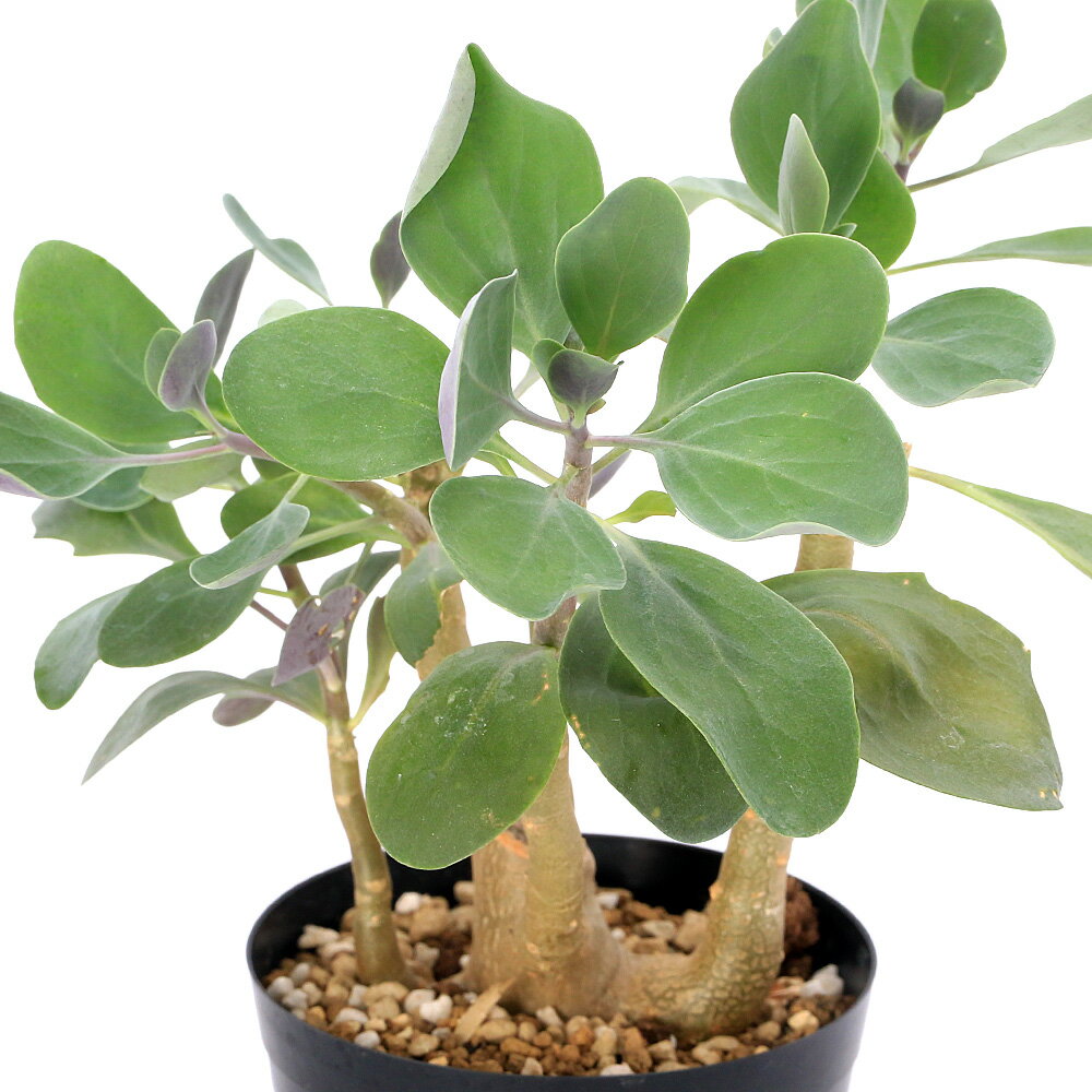 （多肉植物）オトンナ トリプリネルビア 3号（1鉢）