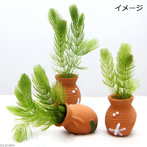 （水草）タコツボミニミニ　マツモ（無農薬）（1個）メダカ　金魚　水質浄化　産卵床