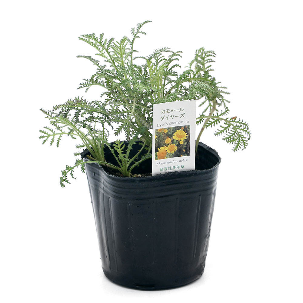 （観葉植物）ハーブ苗　カモミール　ダイヤーズ　3号（1ポット）　家庭菜園