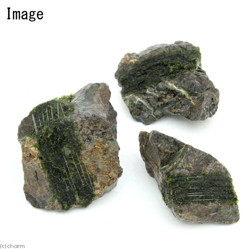 （水草）巻きたて　フジウロコゴケ（スパーテンモス）　風山石　Sサイズ（約10cm）...
