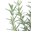 (観葉植物)ハーブ苗 ローズマリー ウッド 半匍匐性 3号(1ポット) 家庭菜園