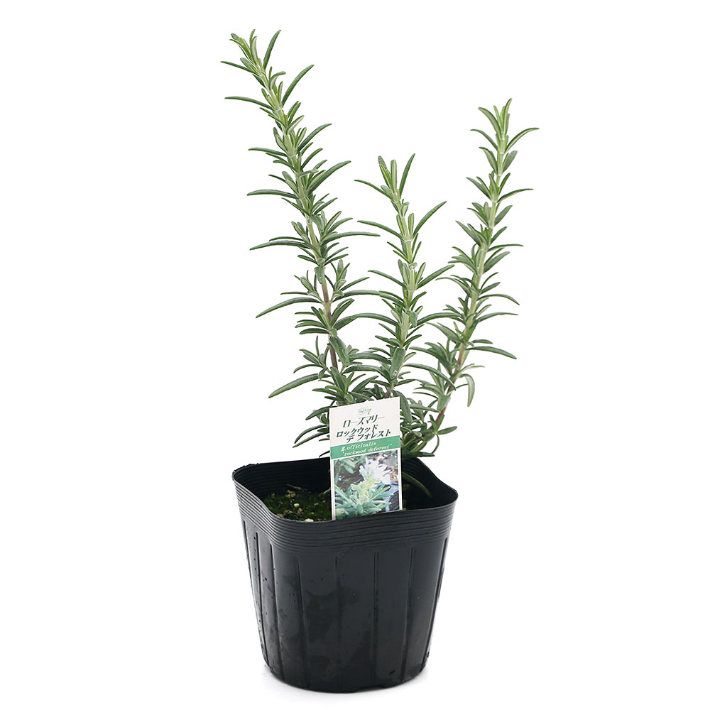 （観葉植物）ハーブ苗　ローズマリー　ロックウッドフォレスト　半匍匐性　3号（1...