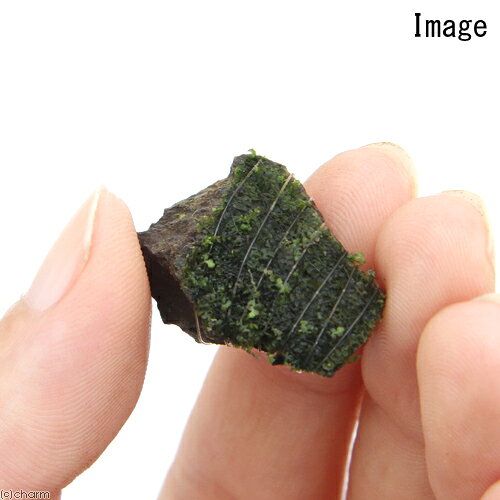 （水草）巻きたて　フジウロコゴケ（スパーテンモス）　風山石小粒（無農薬）（水...