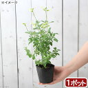 (観葉植物)ハーブ苗 セージ チェリーセージ イエロー 3号(1ポット) 家庭菜園