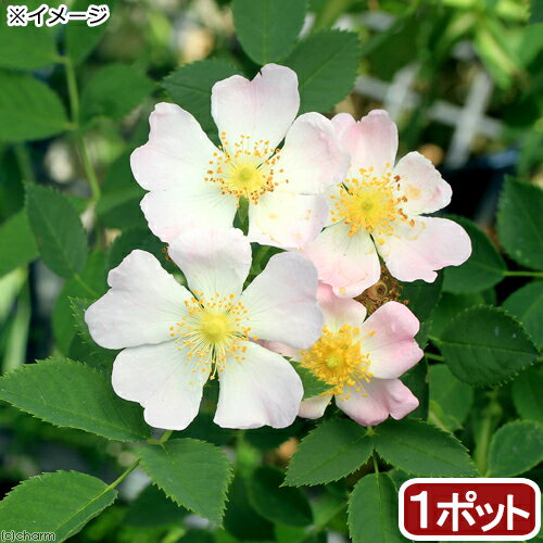 （観葉植物）ハーブ苗　ローズ　ドッグ（ロサ・カニーナ）　3号（1ポット）　家庭菜園