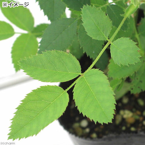 （観葉植物）ハーブ苗　ローズ　ドッグ（ロサ・カニーナ）　3号（1ポット）　家庭菜園