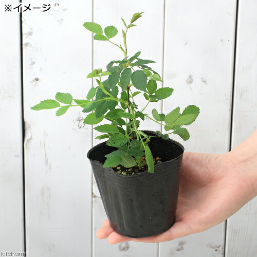（観葉植物）ハーブ苗　ローズ　ドッグ（ロサ・カニーナ）　3号（1ポット）　家庭菜園